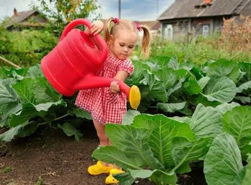 девочка поливает капусту